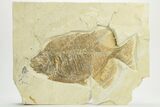 Fossil Fish (Phareodus) - Wyoming #207902-4